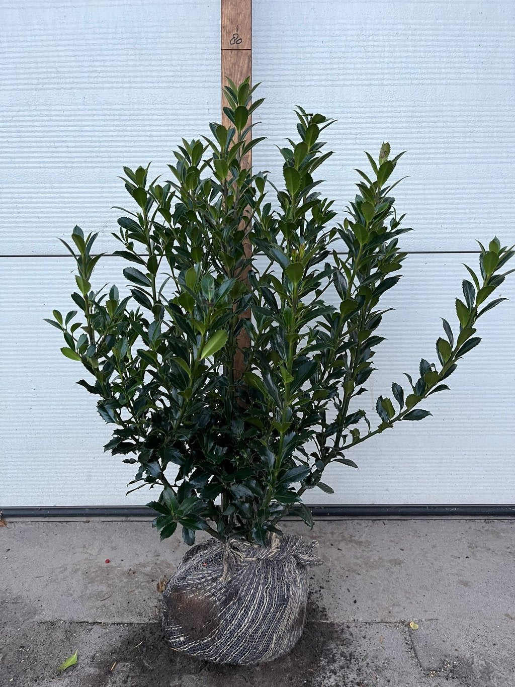 Ilex meserveae 'Heckenpracht' - 40-50 CM RB